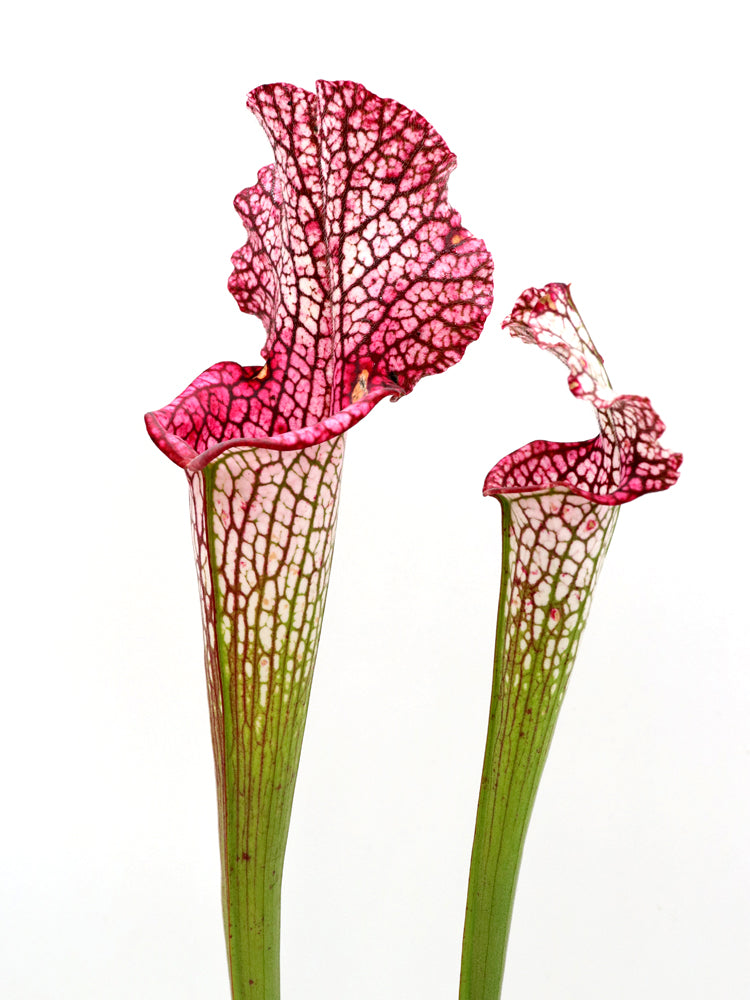 L3 GC Sarracenia leucophylla „Viper“