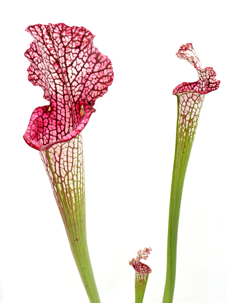 L3 GC Sarracenia leucophylla „Viper“