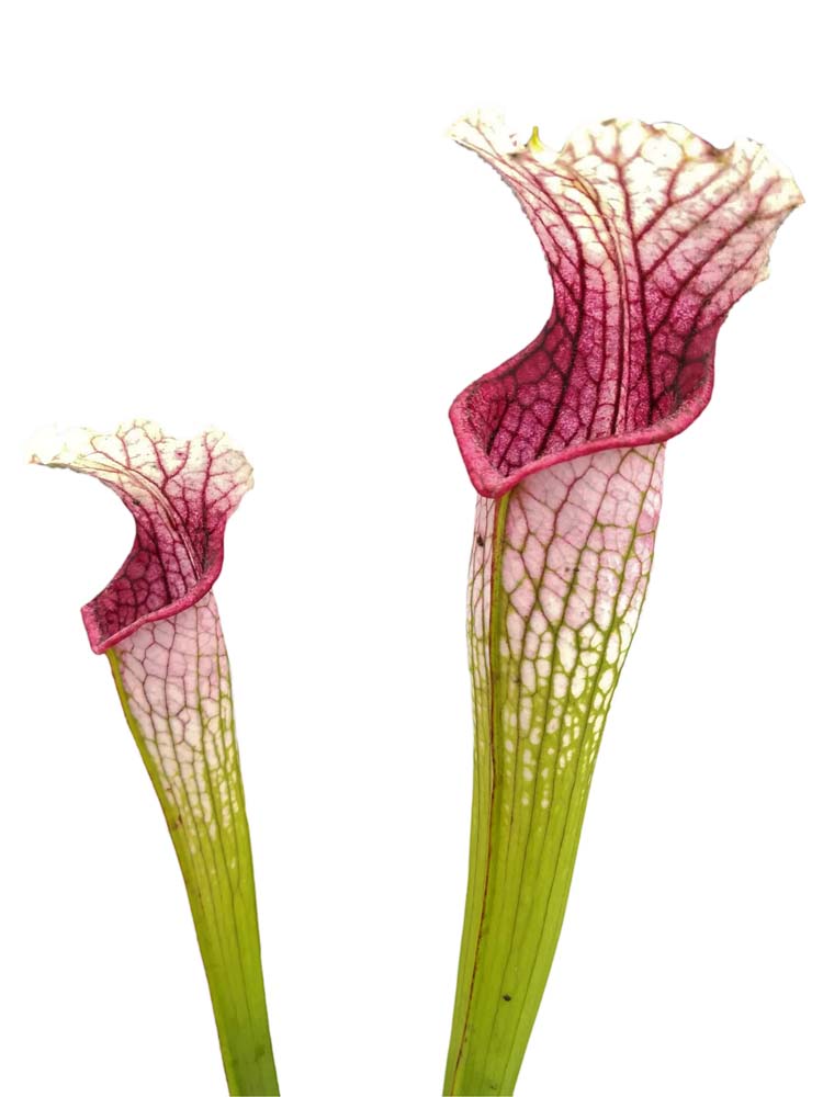 Sarracenia leucophylla L42 MK Yellow flowered form ,Russell Rd L ...