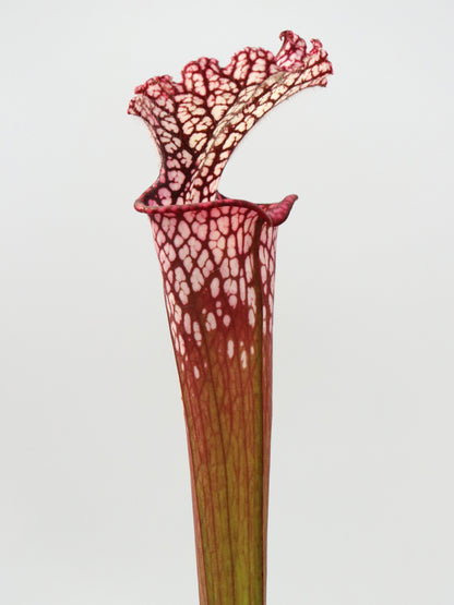 Sarracenia leucophylla L49A MK Rot/rosa Röhre, Perdido, AL.