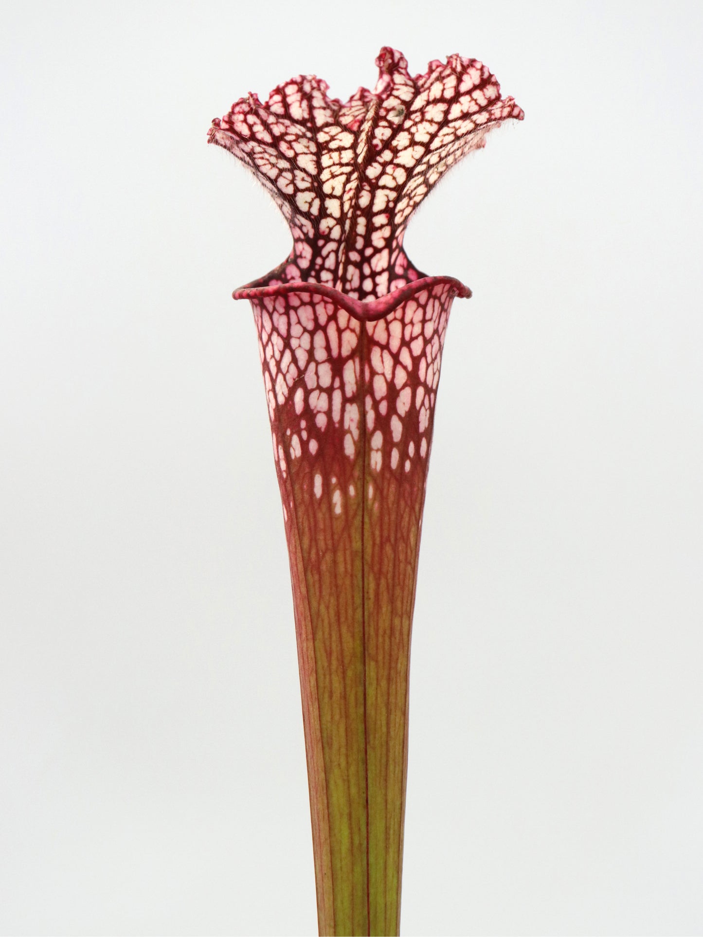 Sarracenia leucophylla L49A MK Red/pink tube, Perdido, AL.