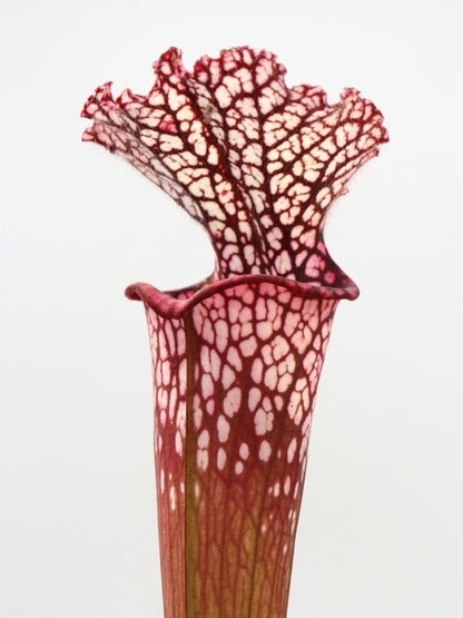 Sarracenia leucophylla L49A MK Rot/rosa Röhre, Perdido, AL.