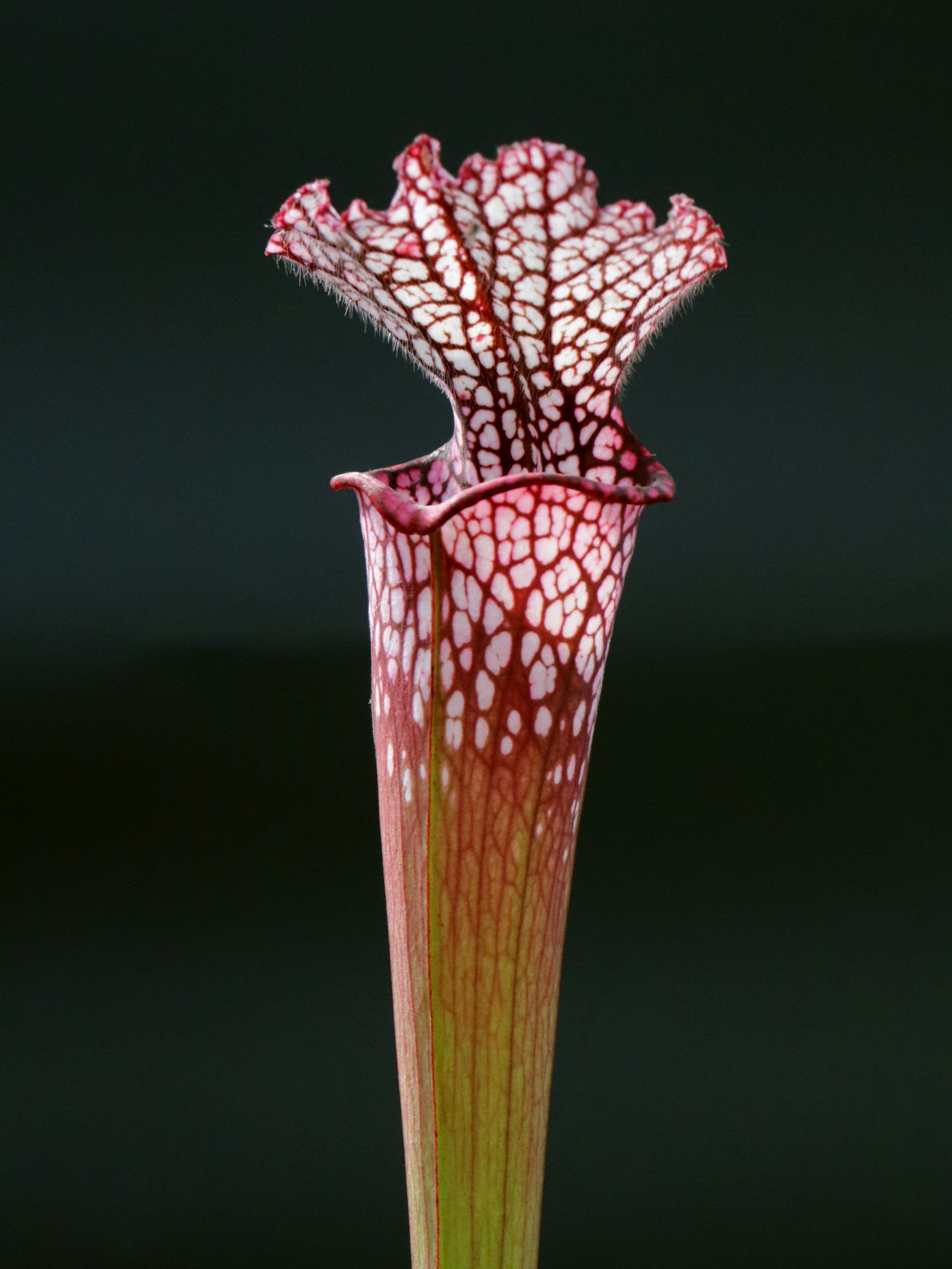 Sarracenia leucophylla L49A MK Rot/rosa Röhre, Perdido, AL.