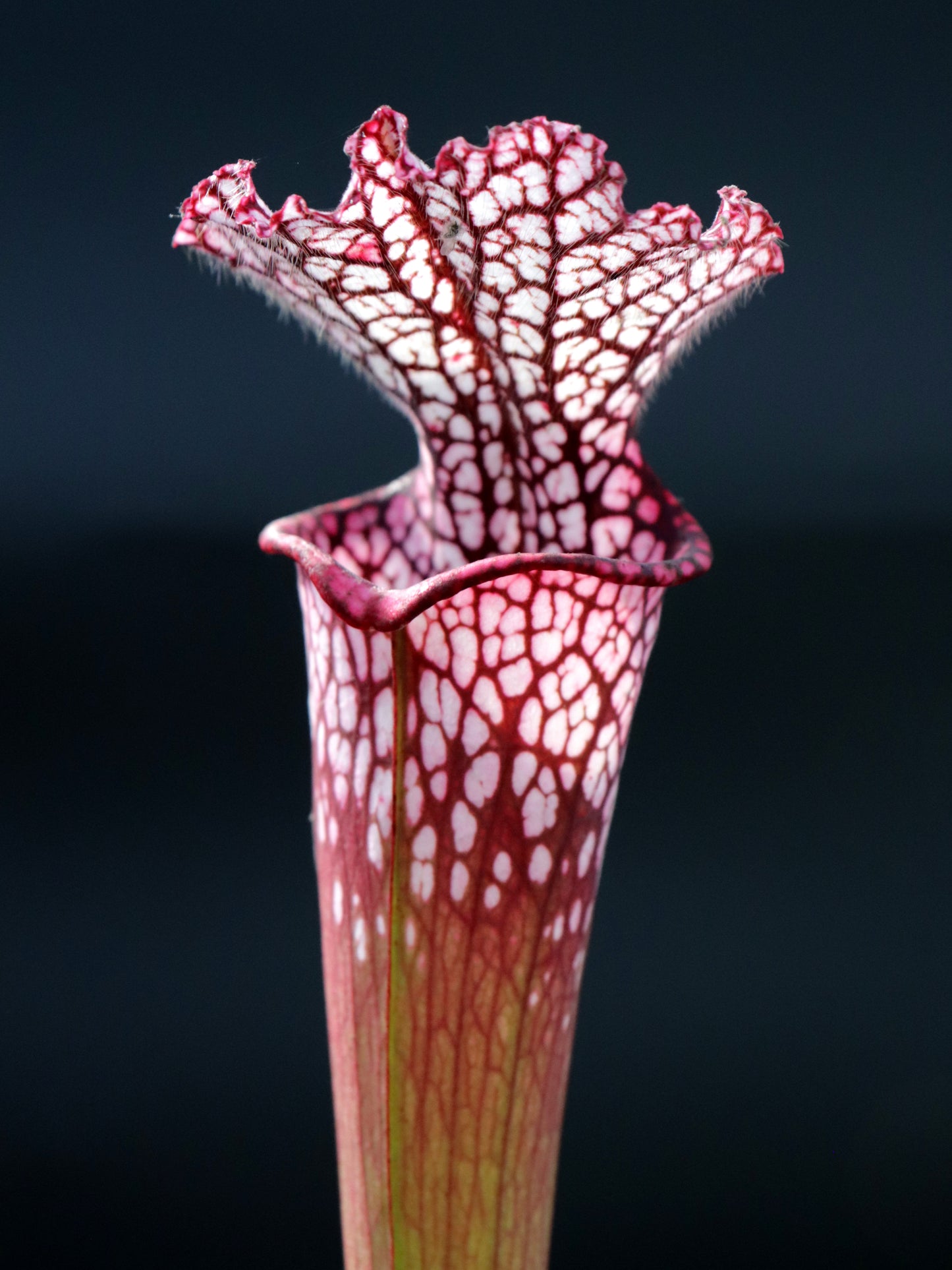 Sarracenia leucophylla L49A MK Rot/rosa Röhre, Perdido, AL.