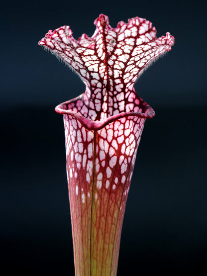 Sarracenia leucophylla L49A MK Rot/rosa Röhre, Perdido, AL.