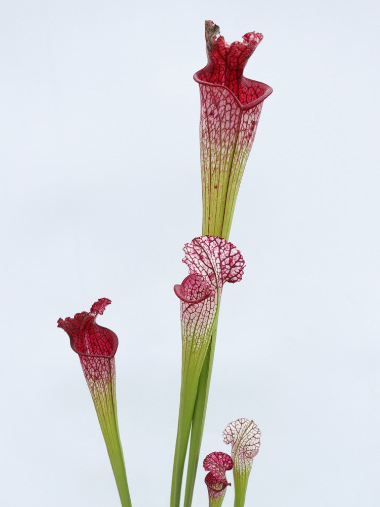 Sarracenia leucophylla „Rosa Röhre“ L53 MK