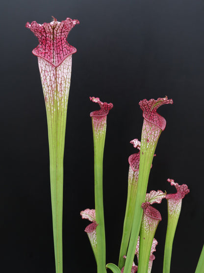 Sarracenia leucophylla „Rosa Röhre“ L53 MK