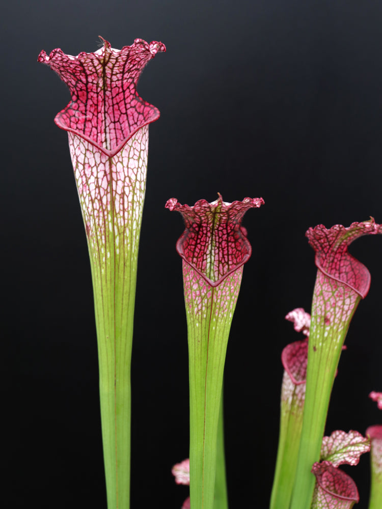 Sarracenia leucophylla „Rosa Röhre“ L53 MK