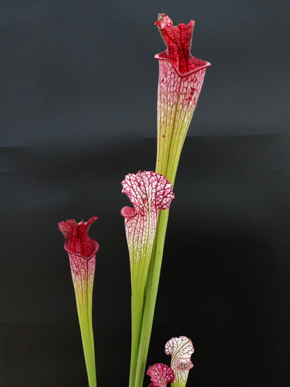 Sarracenia leucophylla „Rosa Röhre“ L53 MK