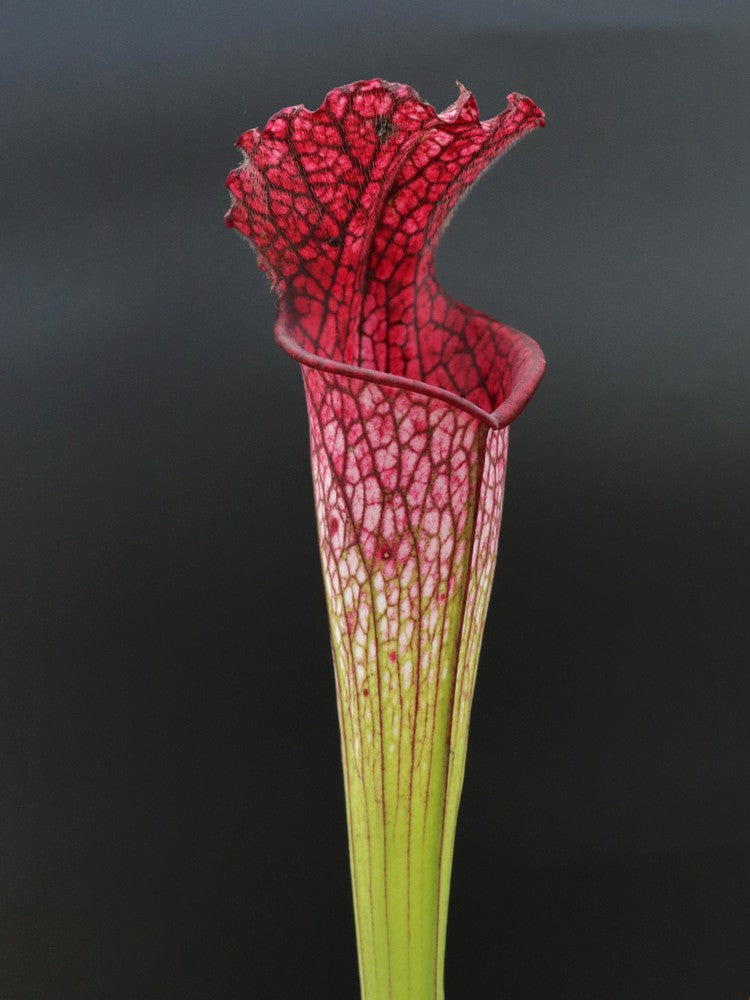 Sarracenia leucophylla „Rosa Röhre“ L53 MK