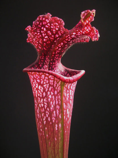 Sarracenia leucophylla  'Burgundy' L57 MK