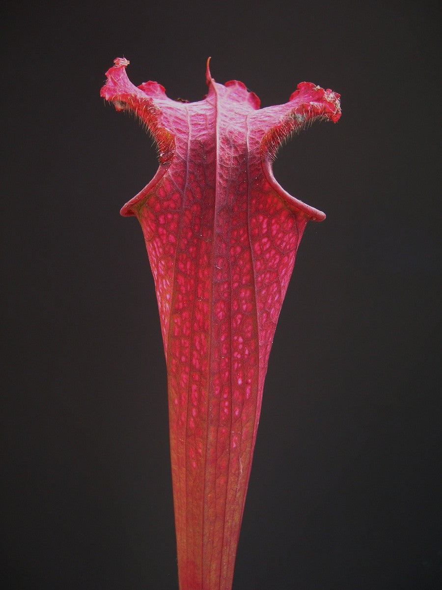 Sarracenia leucophylla  'Burgundy' L57 MK