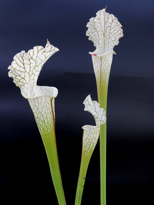 Sarracenia leucophylla  L62 MK   "Red & white" Very sparse veins