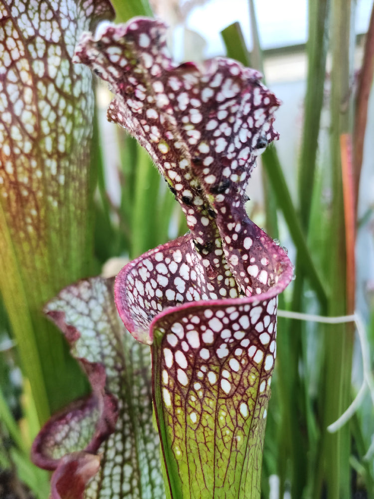 Sarracenia leucophylla  L65 MK Red & White