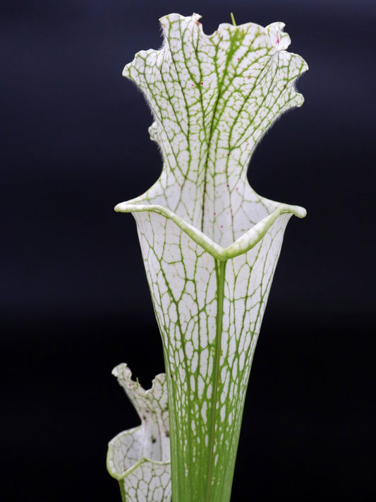 Sarracenia leucophylla L69 MK Yellow flowered form, Citronelle, AL.W