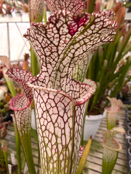 Sarracenia leucophylla "Pubescent form"  L71 MK 