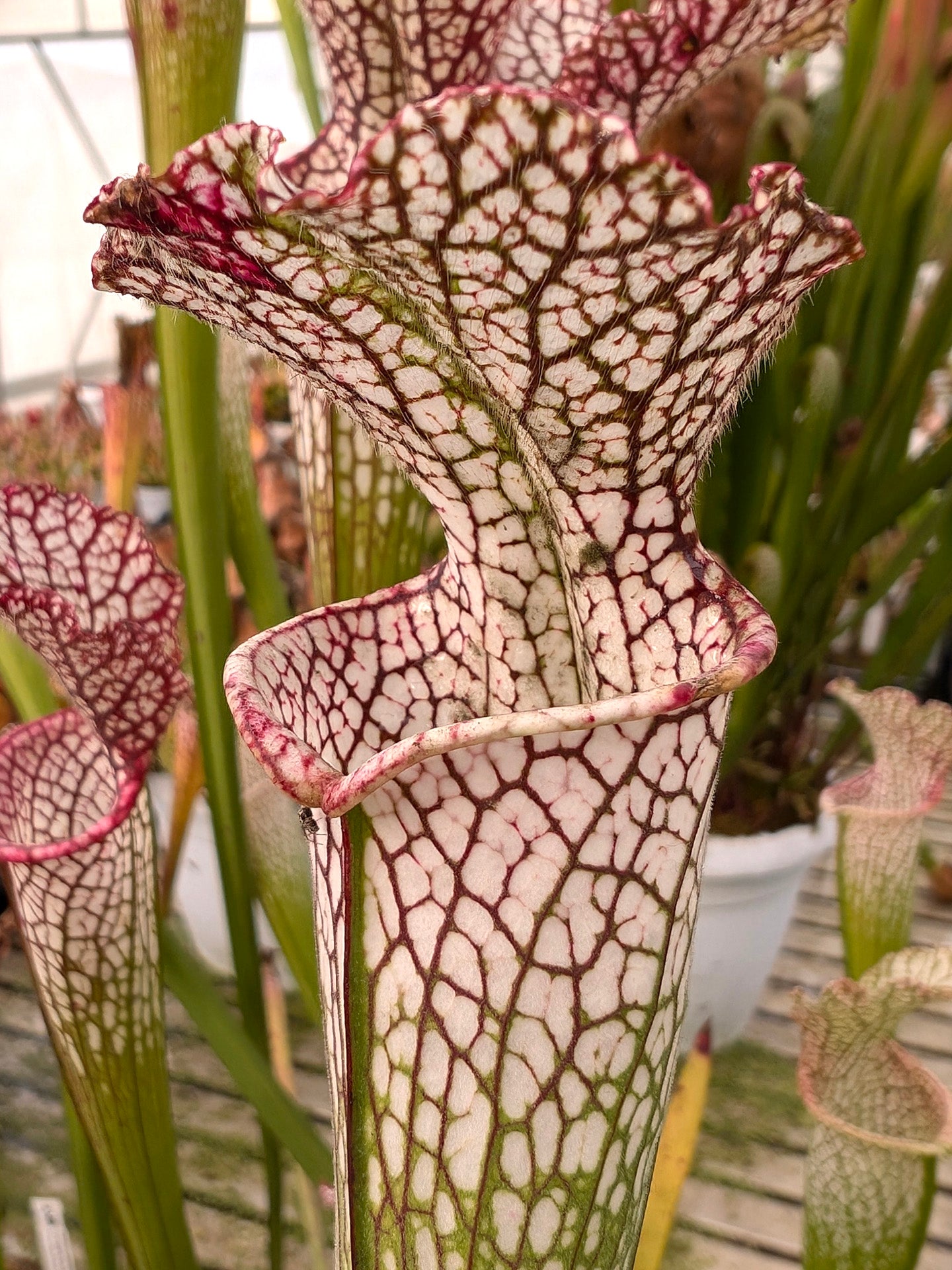 Sarracenia leucophylla  L90 MK  Ben’s Bog, Baldwin Co.