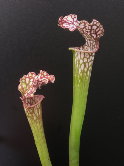 Sarracenia leucophylla  "Giant"  L77C MK