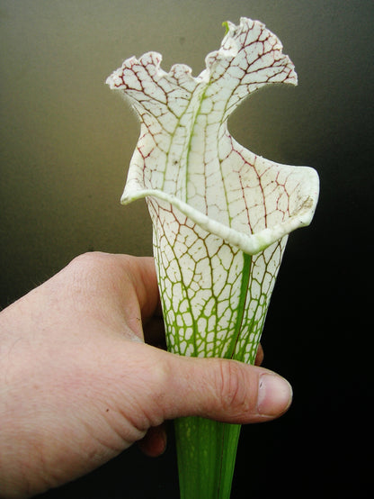 Sarracenia leucophylla  L78 MK  Santa Rosa Co.