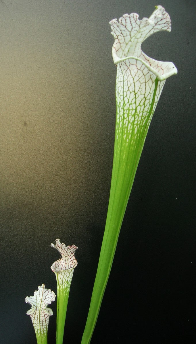 Sarracenia leucophylla  L78 MK  Santa Rosa Co.