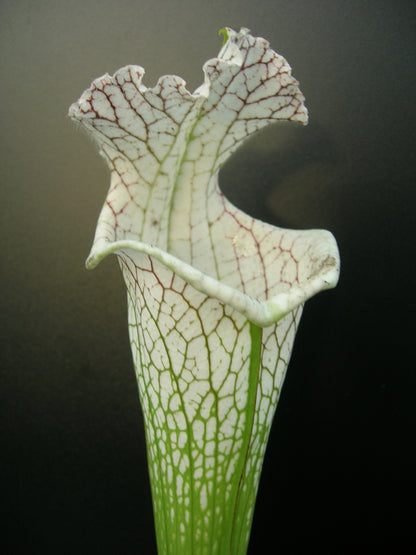 Sarracenia leucophylla  L78 MK  Santa Rosa Co.