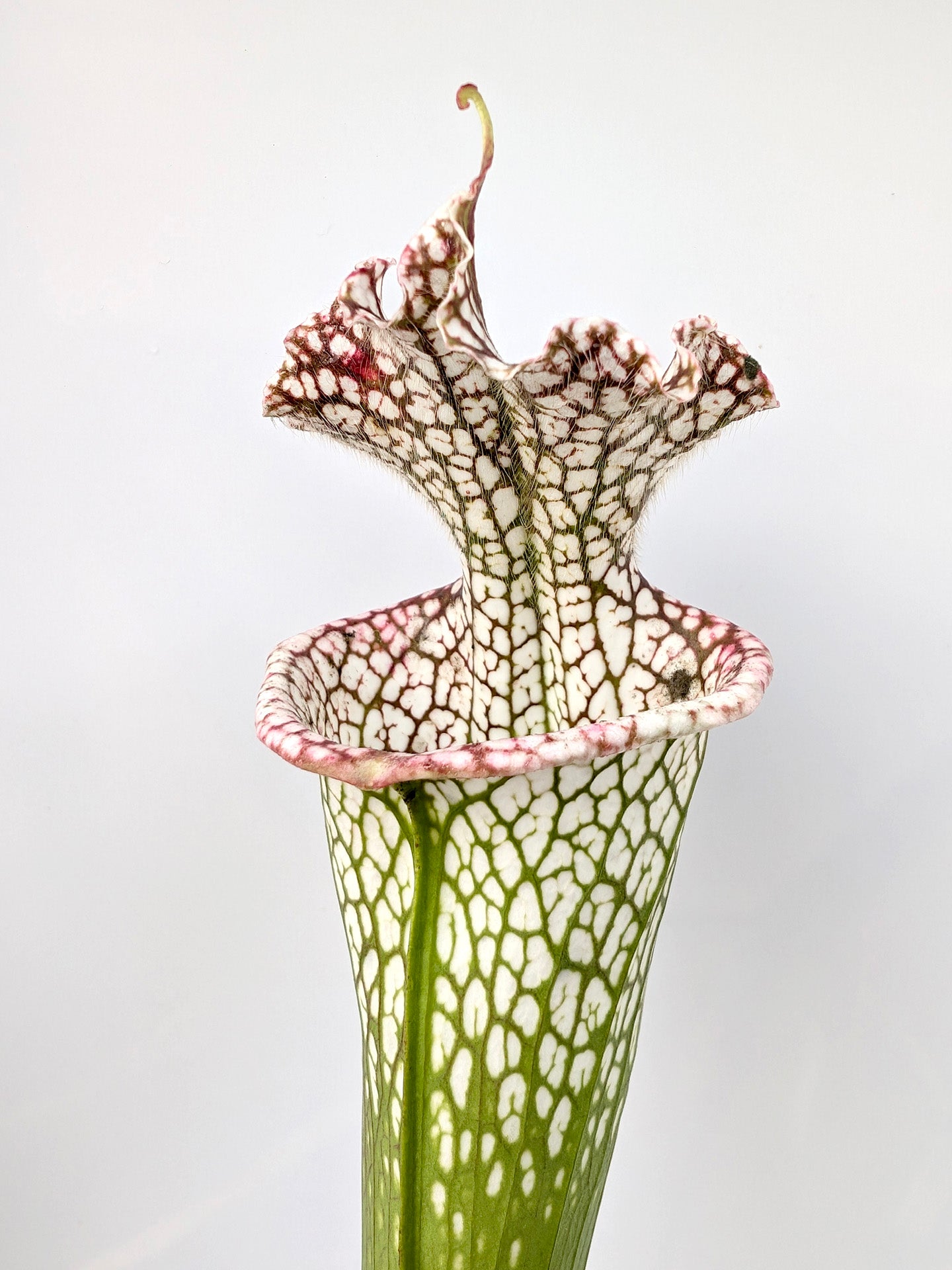 Sarracenia leucophylla Tall form, Baker Bog, FL L84 MK