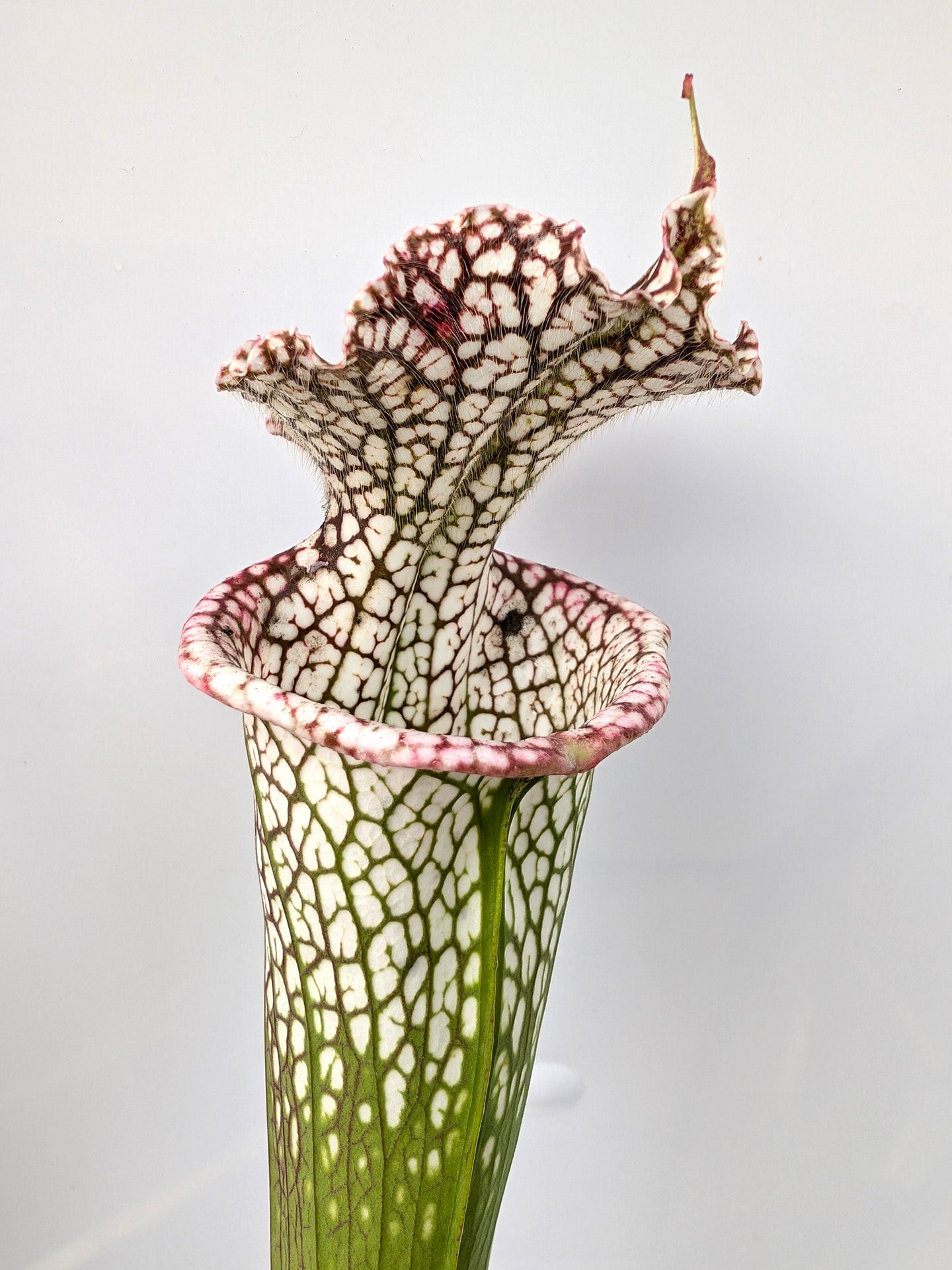 Sarracenia leucophylla Tall form  Baker Bog, FL  L84 MK