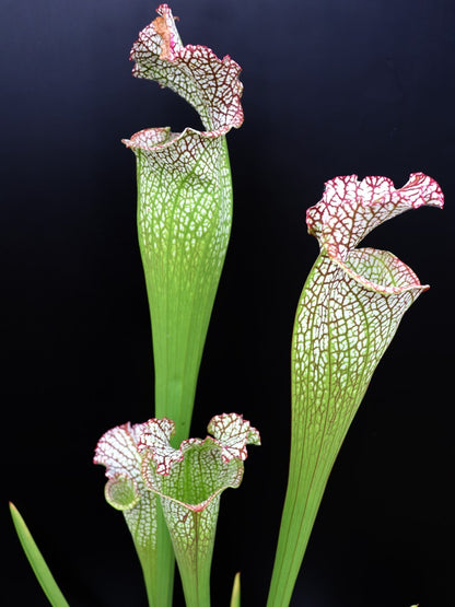 Sarracenia leucophylla „Bocaza“ L87 MK