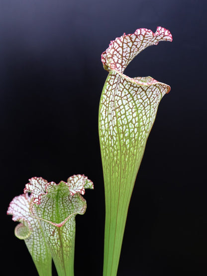 Sarracenia leucophylla "Bocaza" L87 MK