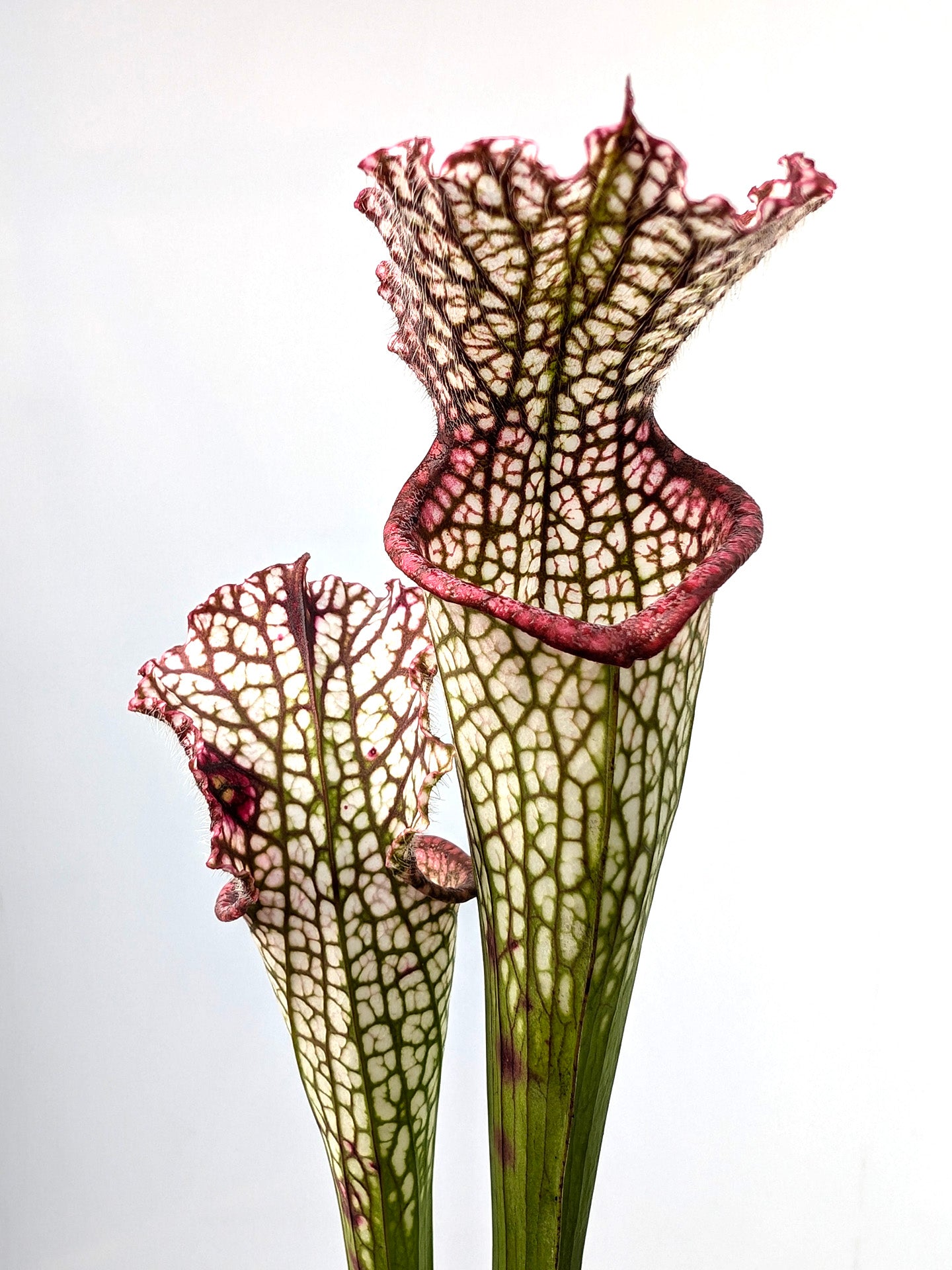 Sarracenia leucophylla „Rotlippe“ L89 MK