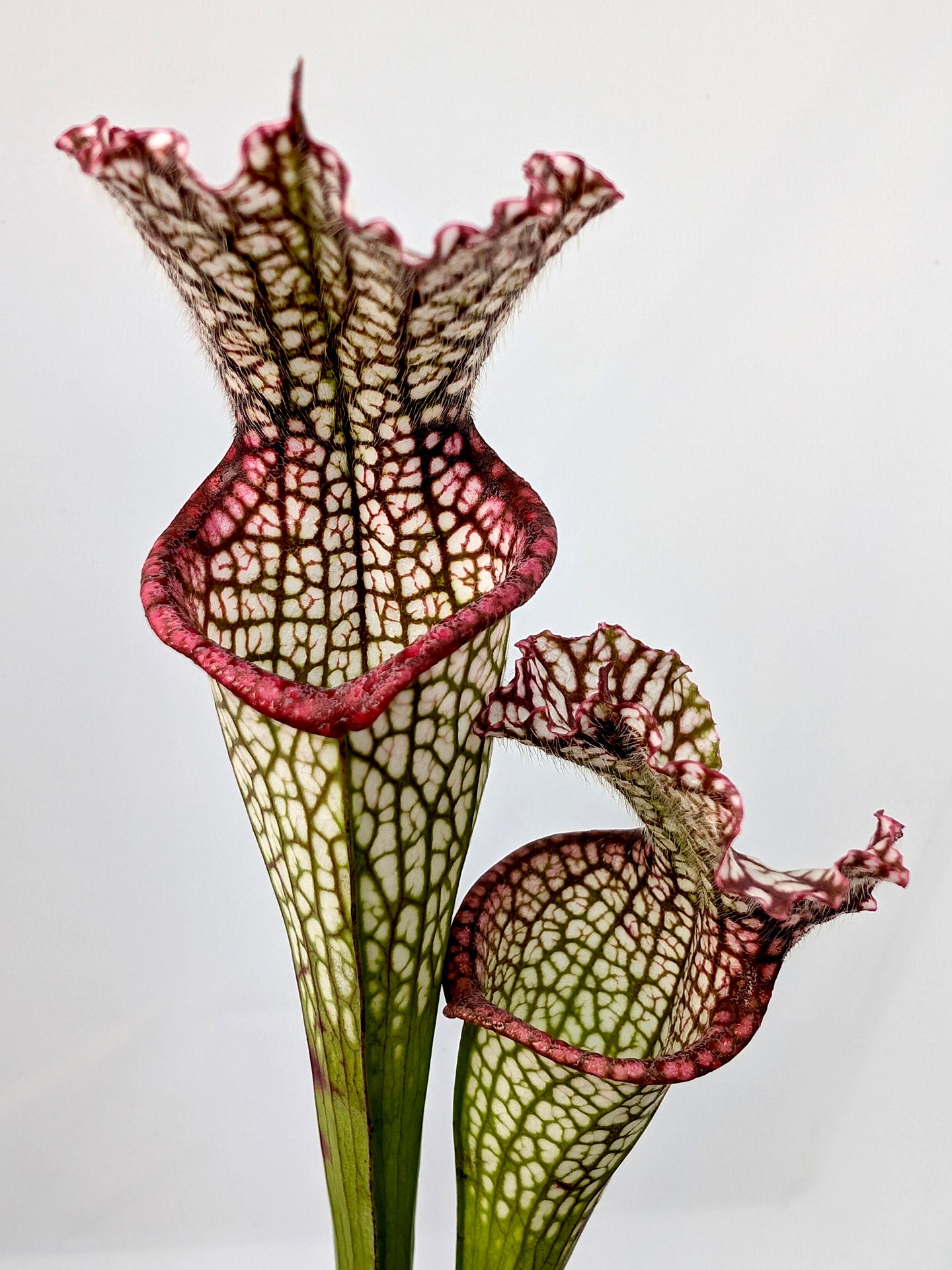 Sarracenia leucophylla „Rotlippe“ L89 MK