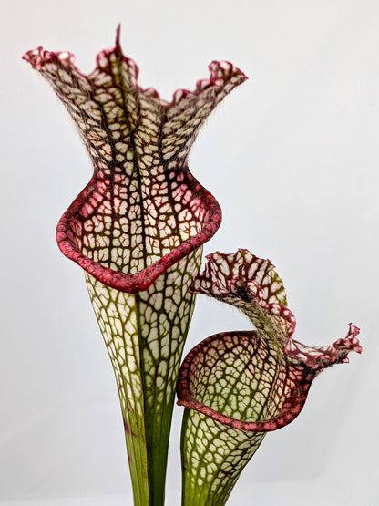 Sarracenia leucophylla „Rotlippe“ L89 MK