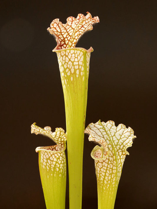 Sarracenia leucophylla "South Alabama" L8 MK