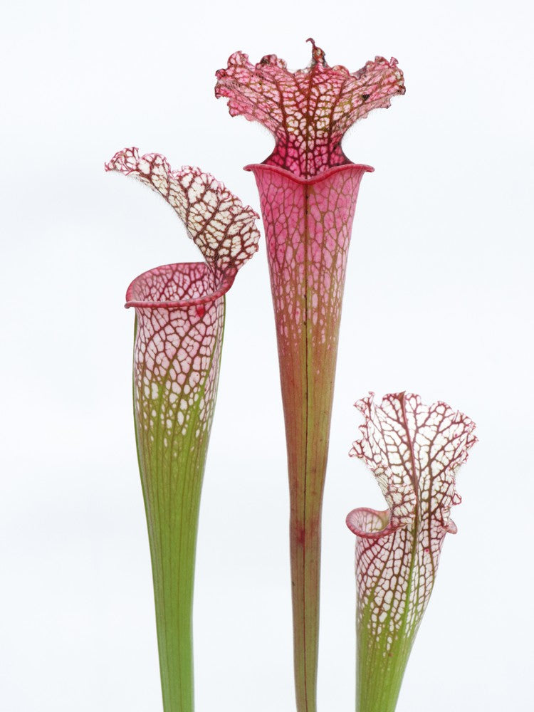 L8 GC Sarracenia leucophylla