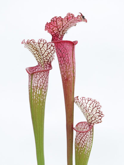 L8 GC Sarracenia leucophylla