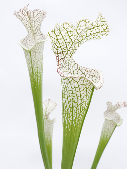 L9 GC Sarracenia leucophylla