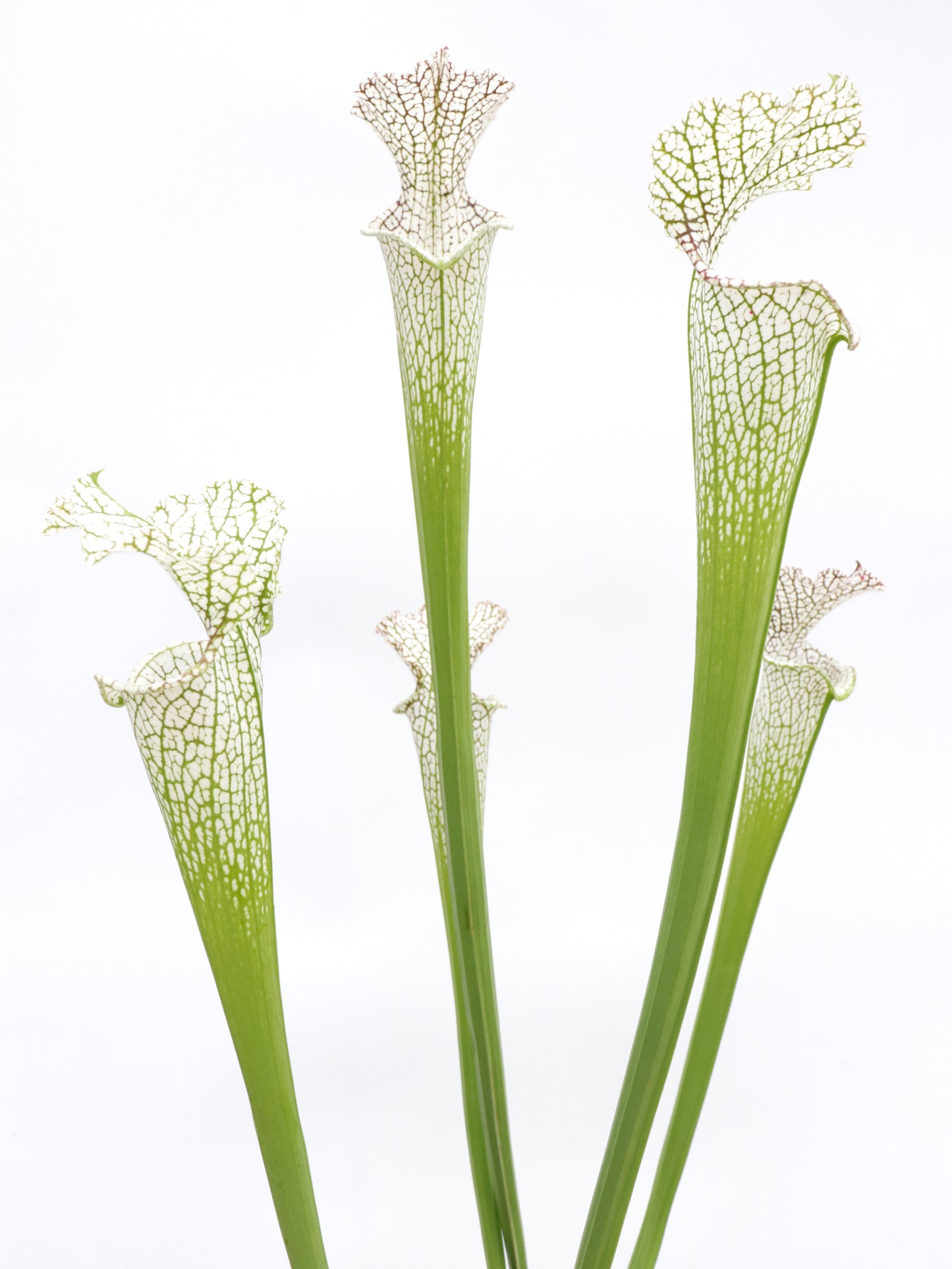 L9 GC Sarracenia leucophylla