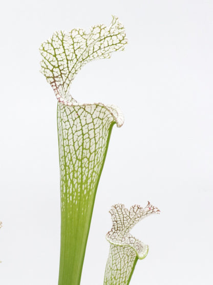 L9 GC Sarracenia leucophylla