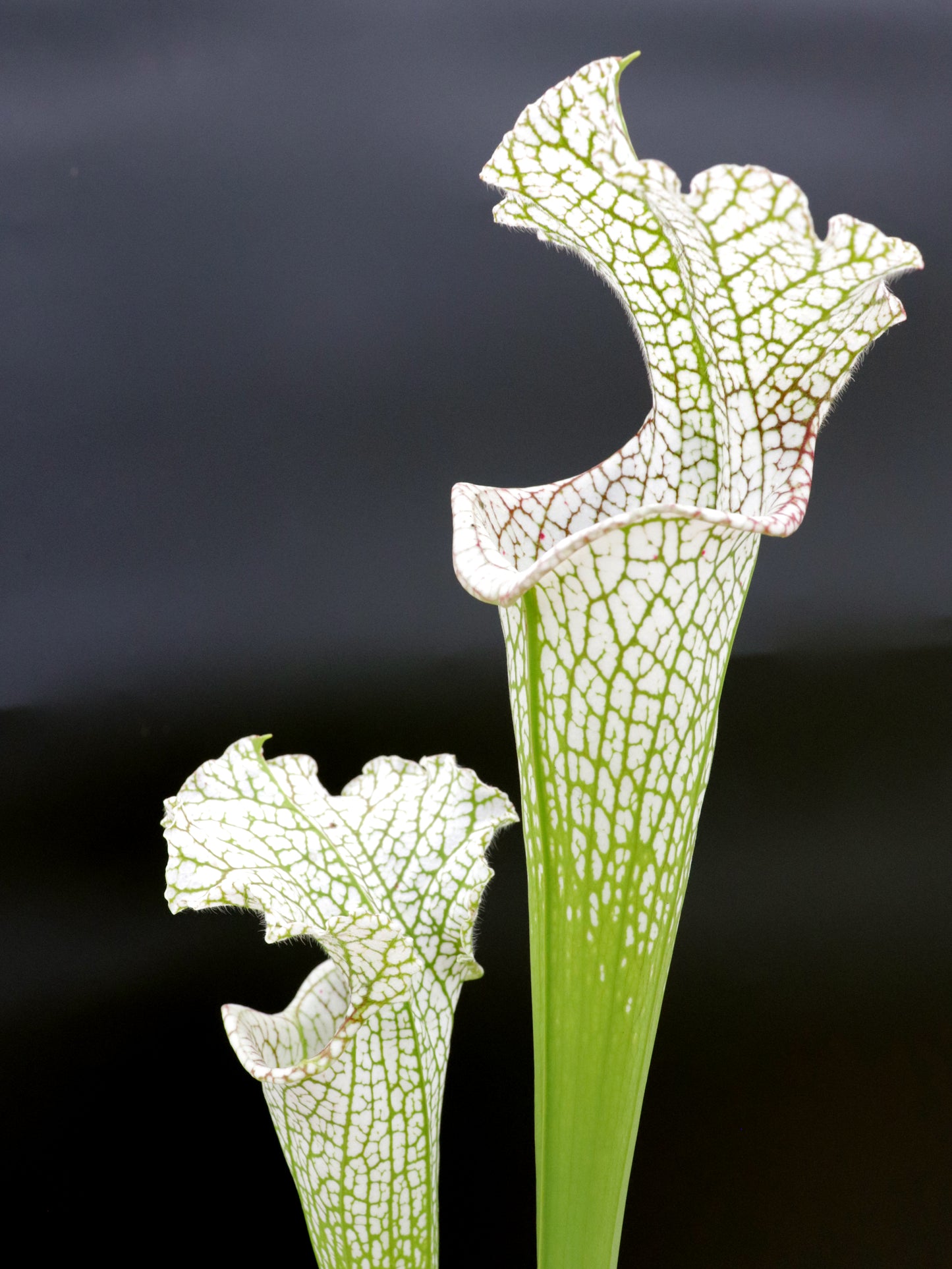 L9 GC Sarracenia leucophylla