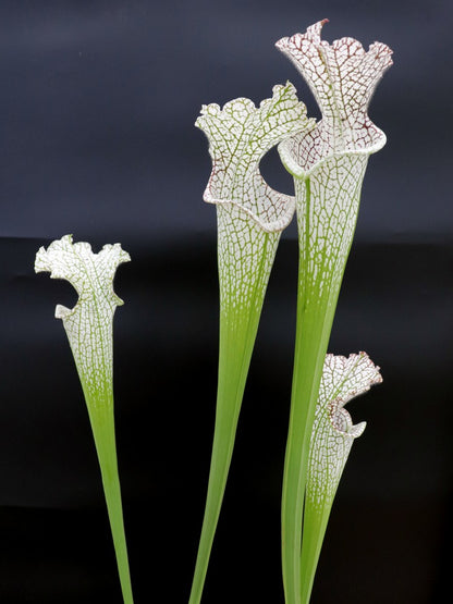 L9 GC Sarracenia leucophylla