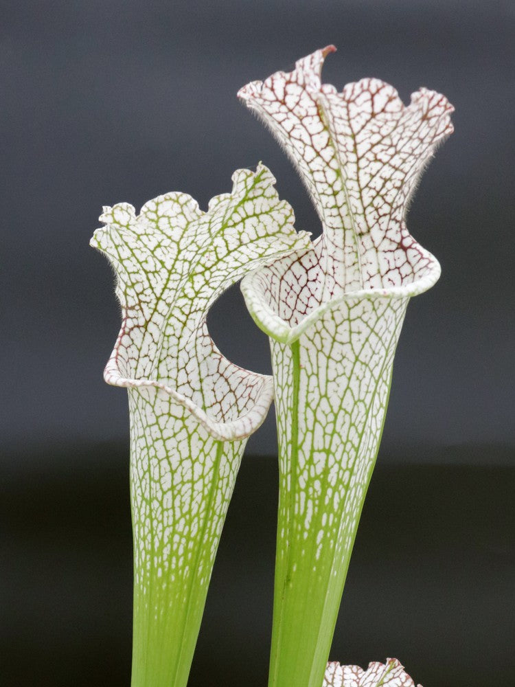 L9 GC Sarracenia leucophylla