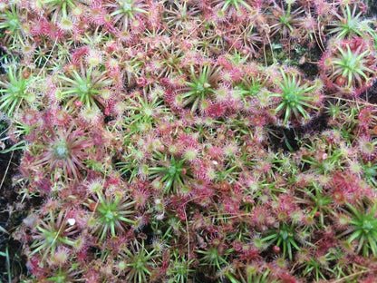 Drosera sp. Lake Badgerup