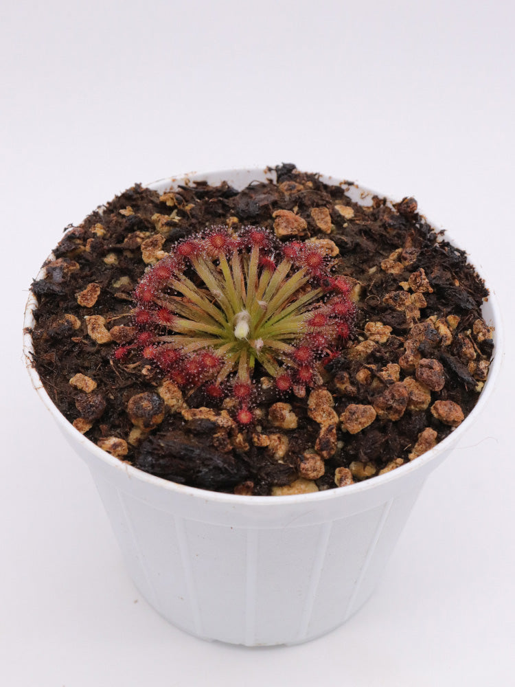 Drosera lanata