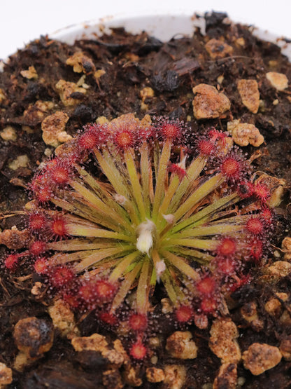 Drosera lanata