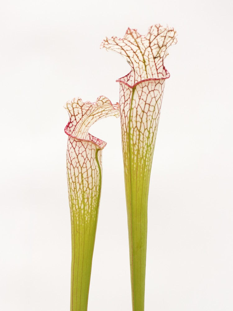 Sarracenia leucophylla LE27 RVO "Tall Pink Lip", Tibee, AL