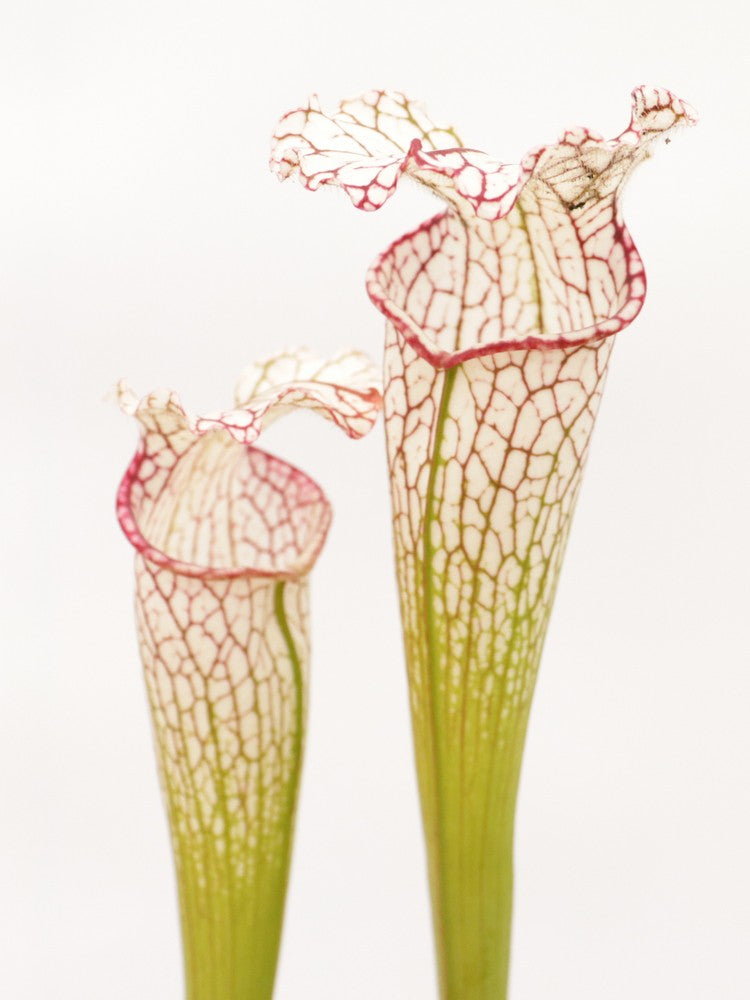 Sarracenia leucophylla LE27 RVO "Tall Pink Lip", Tibee, AL