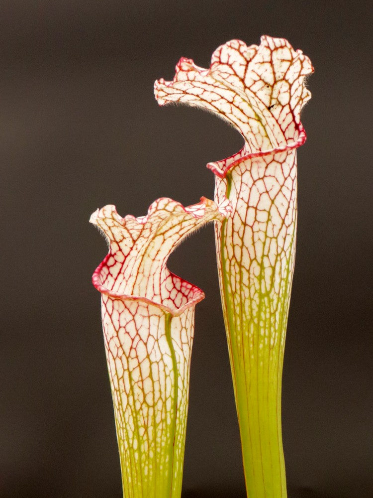 Sarracenia leucophylla LE27 RVO "Tall Pink Lip", Tibee, AL