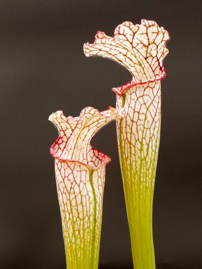 Sarracenia leucophylla LE27 RVO „Tall Pink Lip“, Tibee, AL