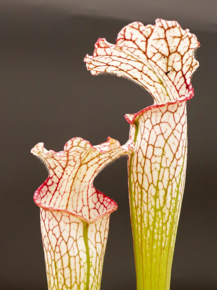 Sarracenia leucophylla LE27 RVO „Tall Pink Lip“, Tibee, AL