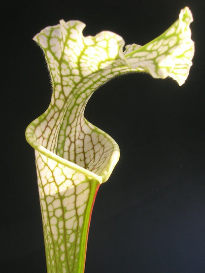 Sarracenia leucophylla LE40 RVO